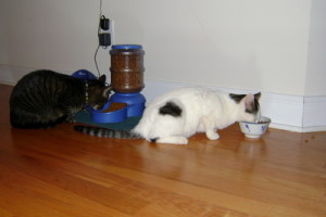 Bluetooth and BlueRay at the feeding trough